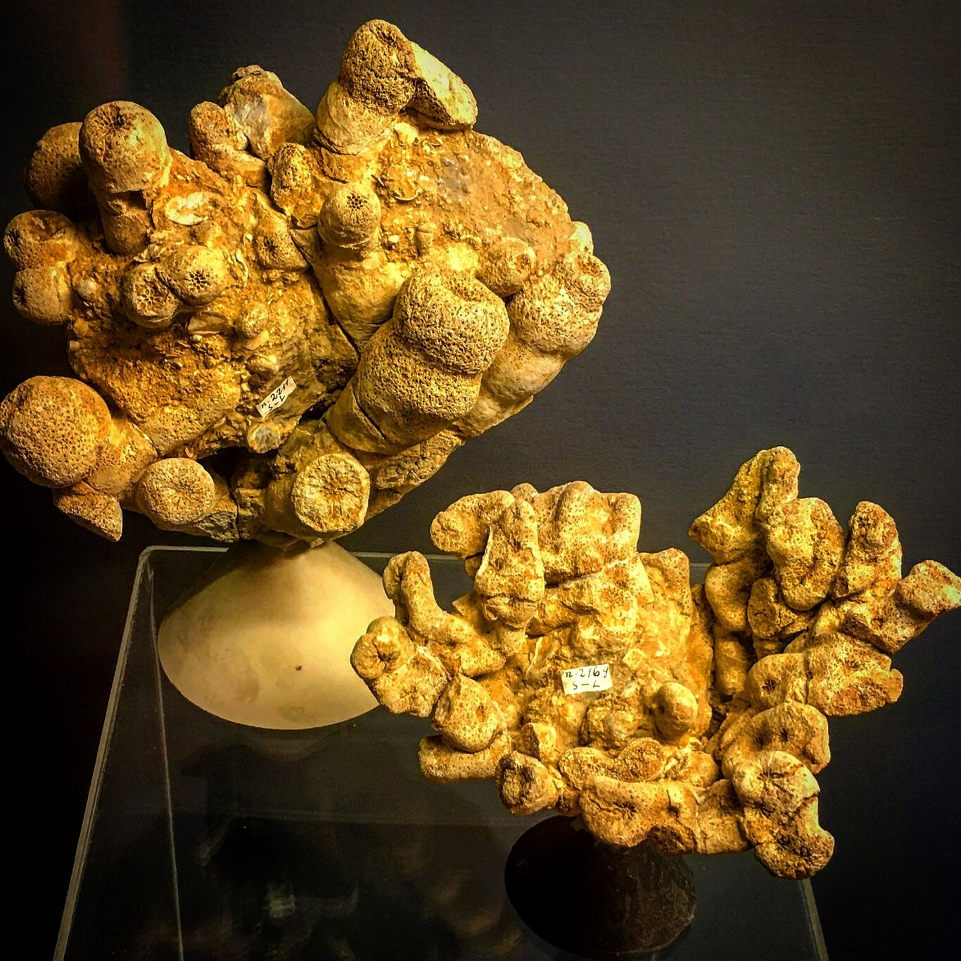 Musei Archeologici bellunesi