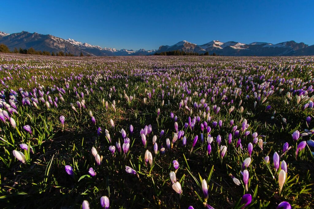 Zappellini Lorella Top Primavera Fiori Vette Feltrine | &copy; zappellini_lorella
