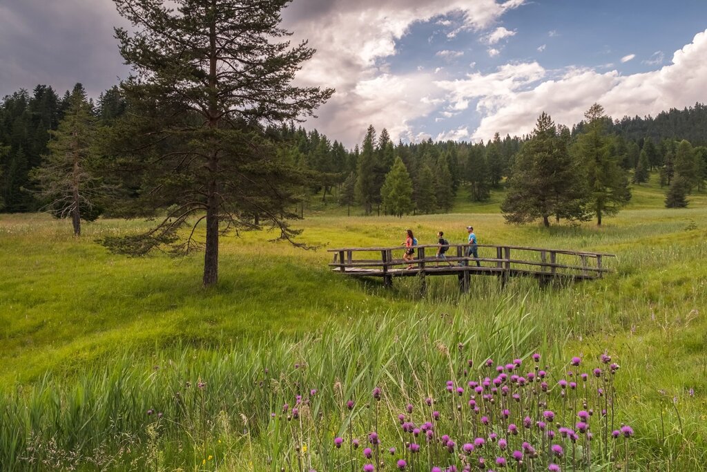Torbiera Di Danta 2 | © Archivio Dmo Dolomiti Bellunesi