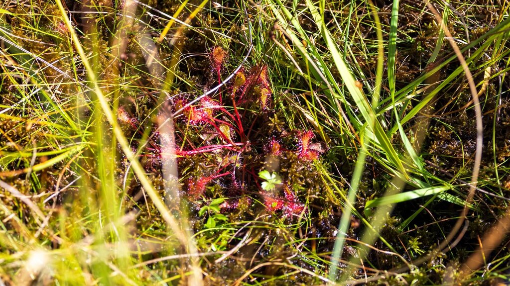 Torbiera Di Danta 4 | © Archivio Dmo Dolomiti Bellunesi