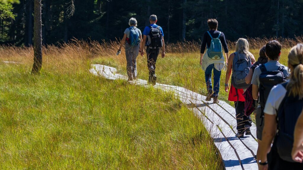 Torbiera Di Danta 5 | © Archivio Dmo Dolomiti Bellunesi