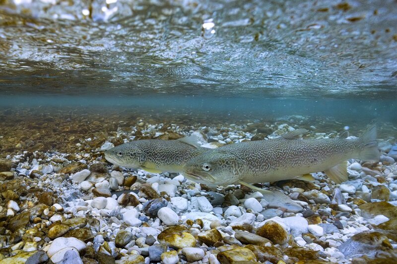 Trota Marmorata | © Bruno Boz