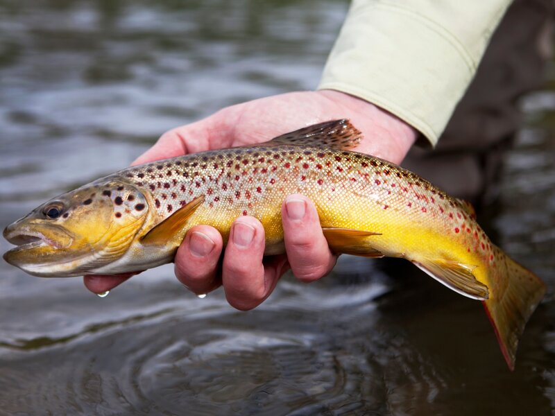 Foto Pesce Bacino 4 Dolomiti Bellunesi | © Archivio Dolomiti Bellunesi