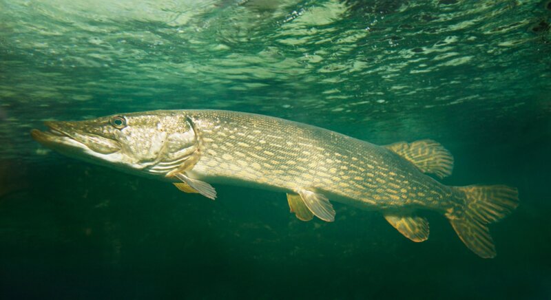 Pesca al Luccio | © Archivio Dmo Dolomiti Bellunesi