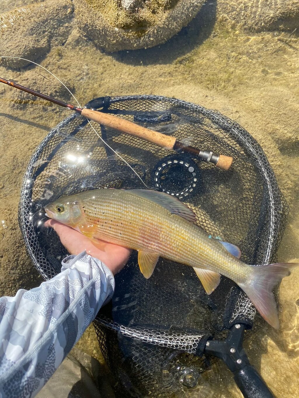 Coregone 2   Dolomiti Bellunesi
