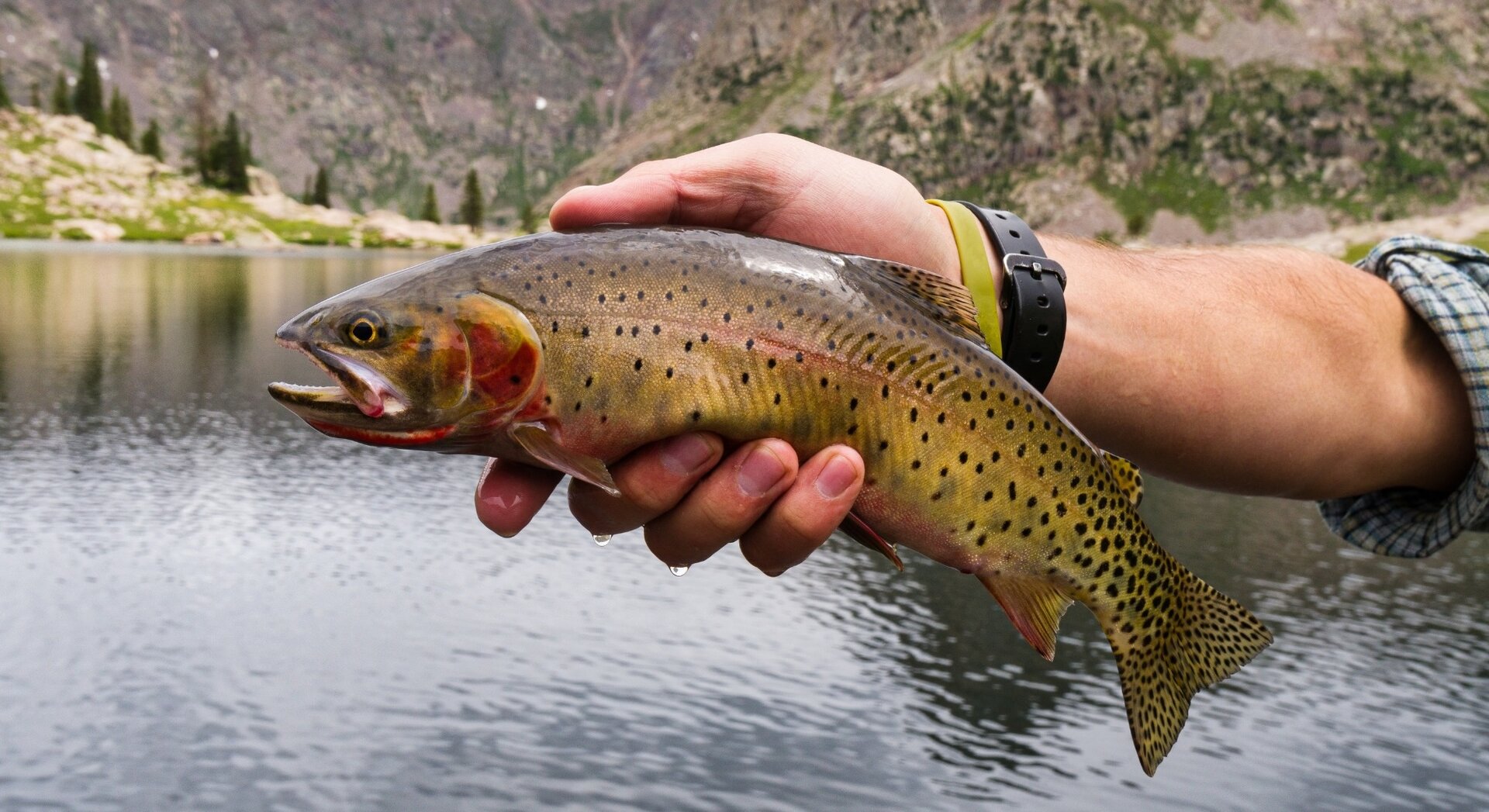 Foto Pesce In Mano Dolomiti Bellunesi