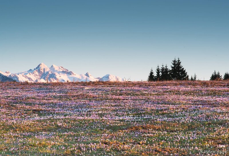 Fioritura Di Crocus Sul Monte Avena | © Archivio Dmo Dolomiti Bellunesi