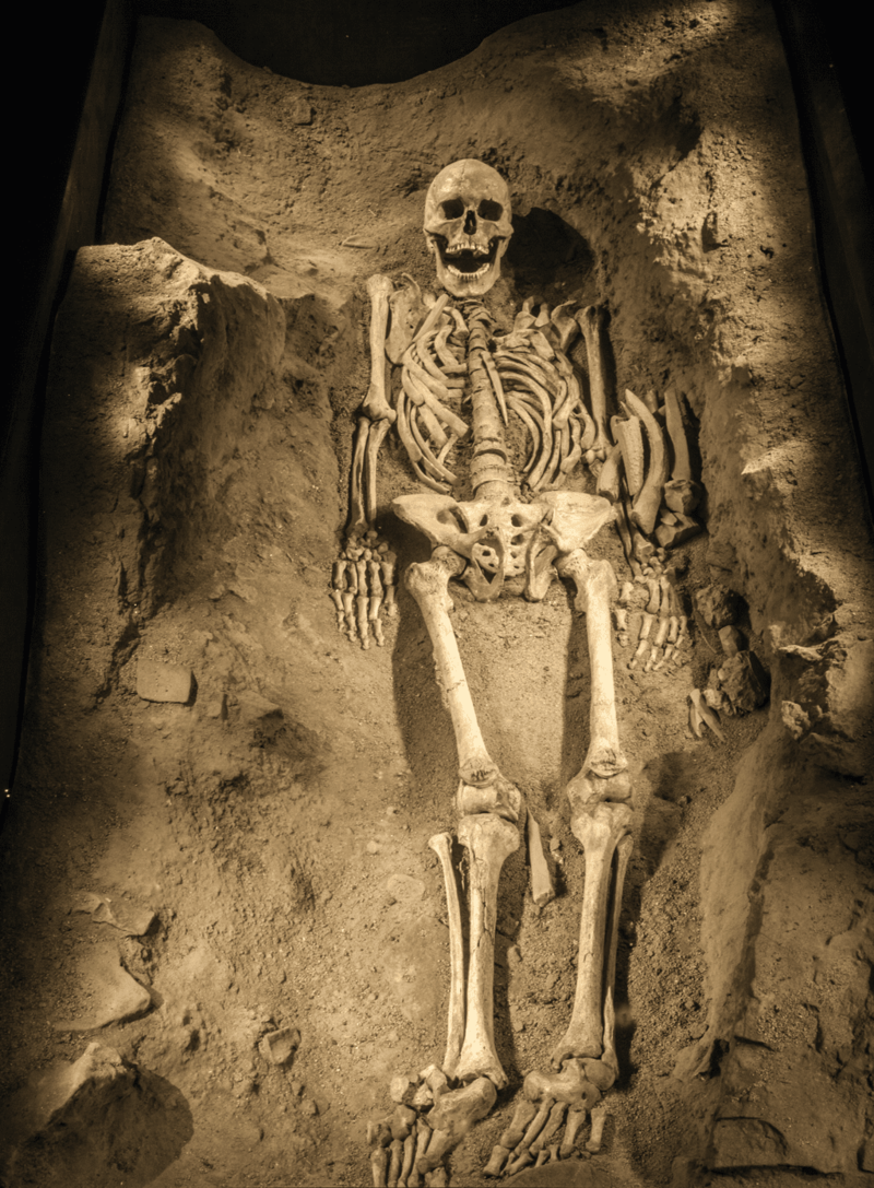 2. Mondeval Scheletro  Allestimento
